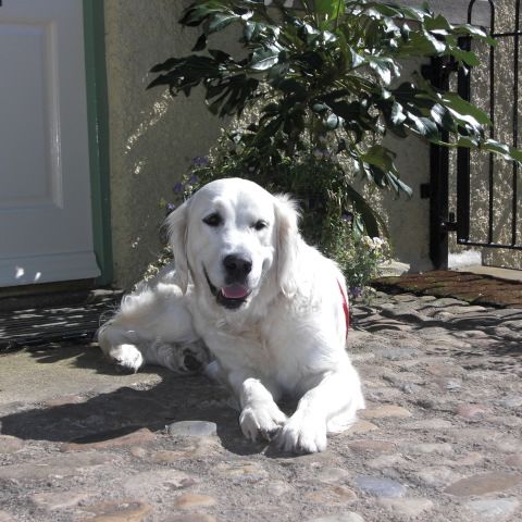 One or two well-mannered dogs welcome at no extra cost  at The Old cello Workshop, Richmond, North Yorkshire