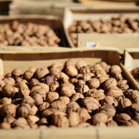 Walnut harvest from our own trees