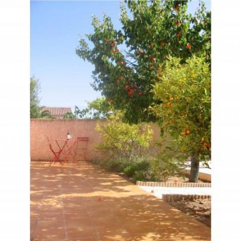 Terrace with apricots