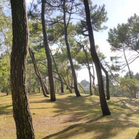 Le Touquet Forest- Le Touquet Holidays