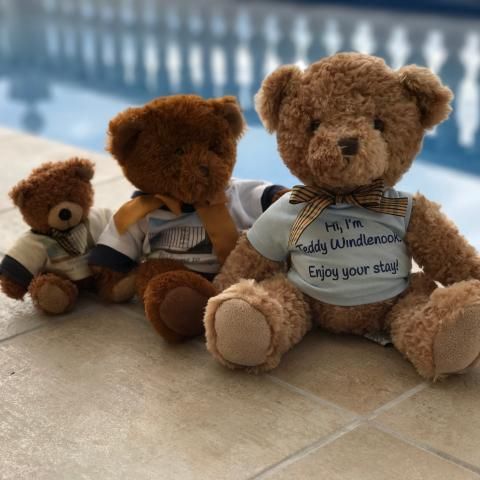 Three generations of Casa Windlenook Teddy Bear by the pool